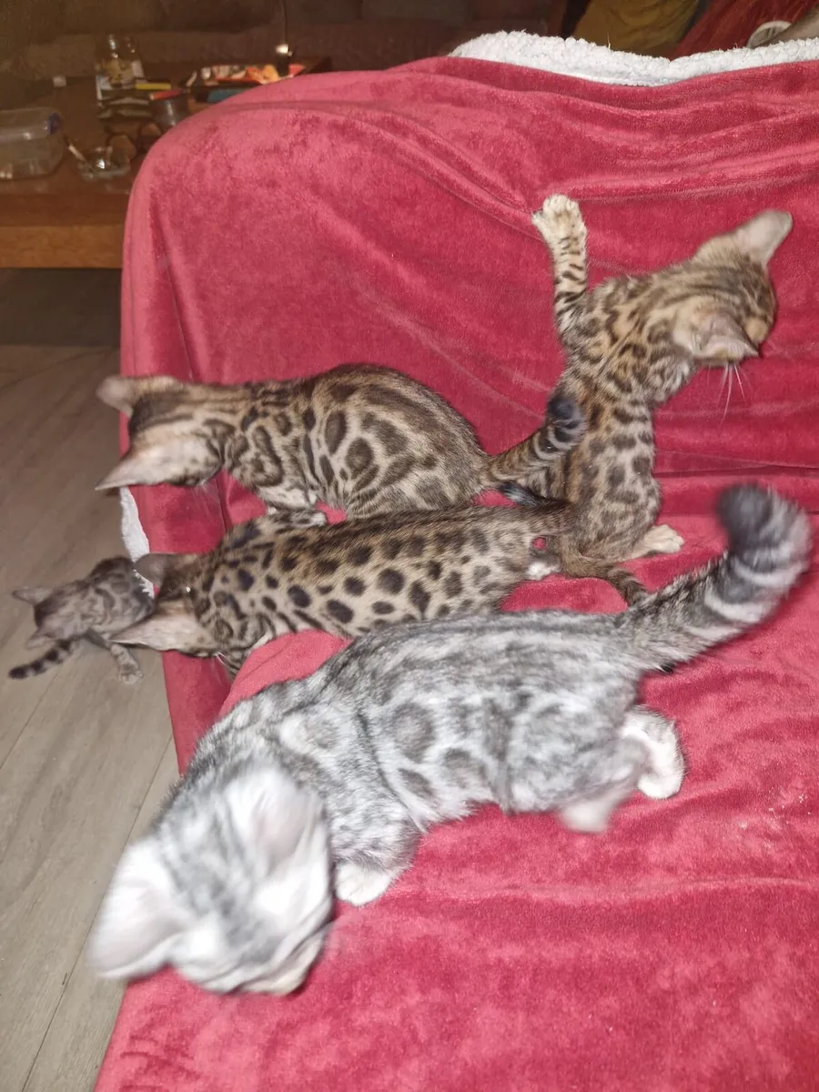 Beautiful bengal kittens - Image 4
