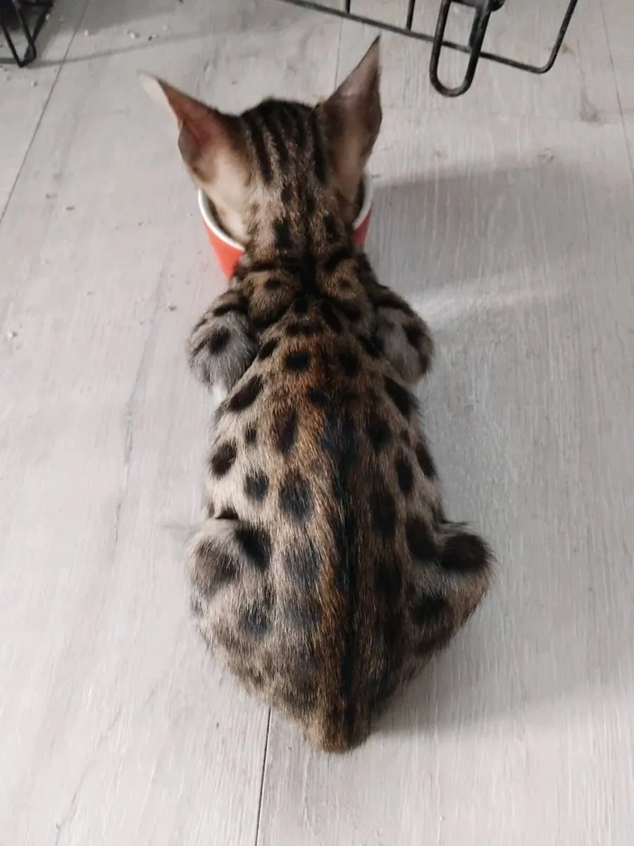 Beautiful bengal kittens - Image 4