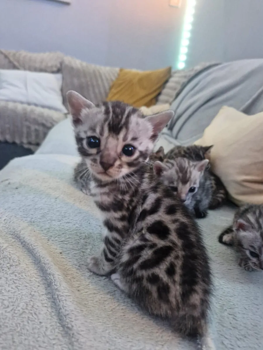 Beautiful bengal kittens - Image 1