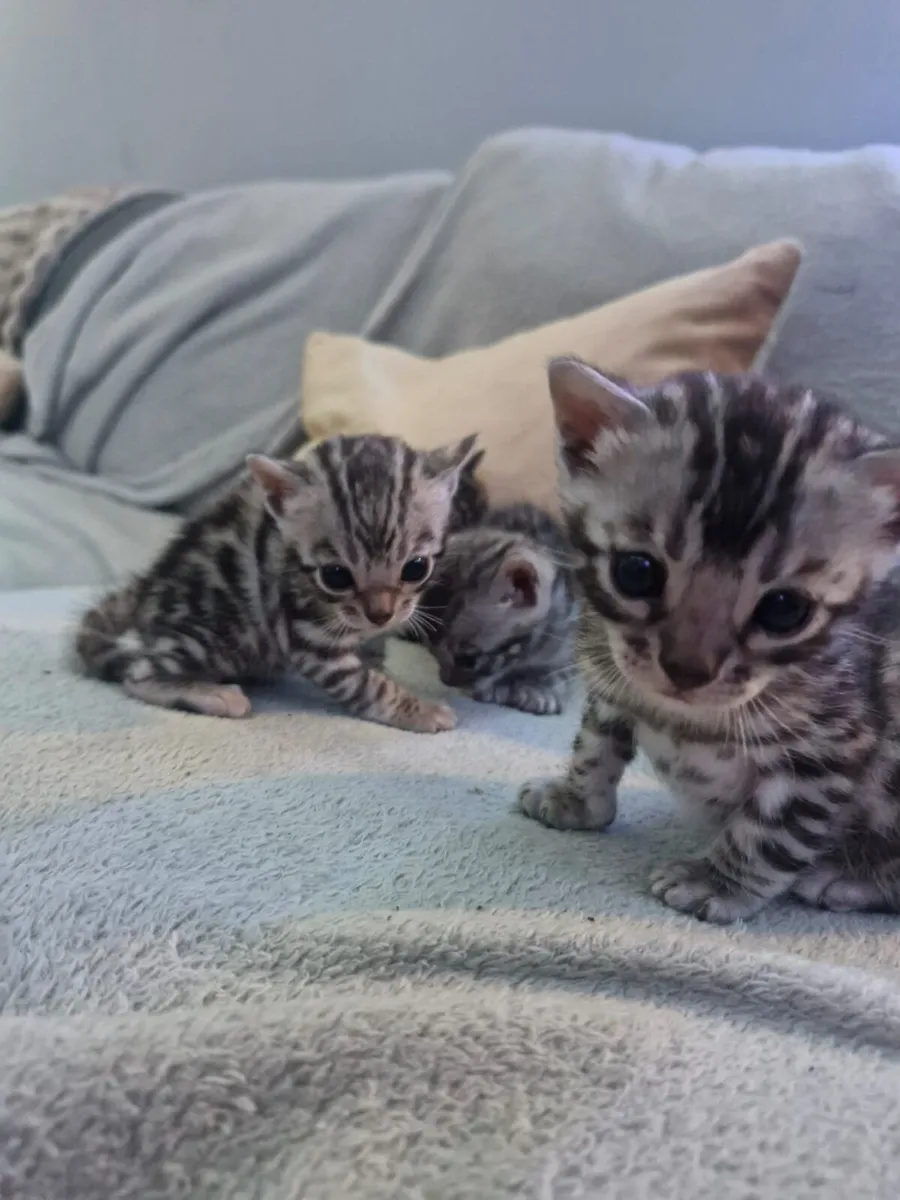 Beautiful bengal kittens - Image 2