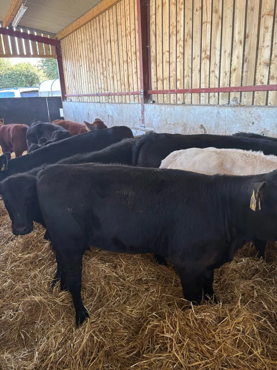 9 top quality suckler bred heifer Weanlings 🔥 - Image 1