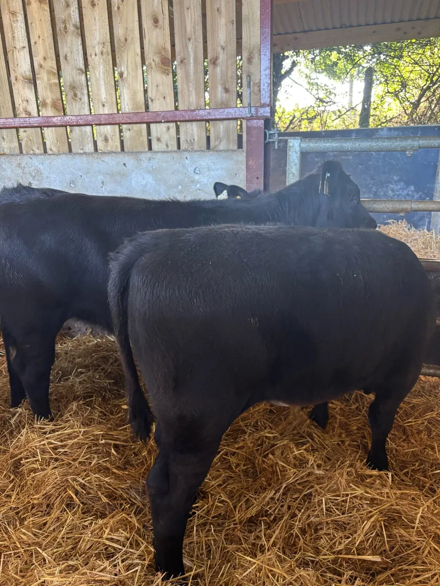9 top quality suckler bred heifer Weanlings 🔥 - Image 2