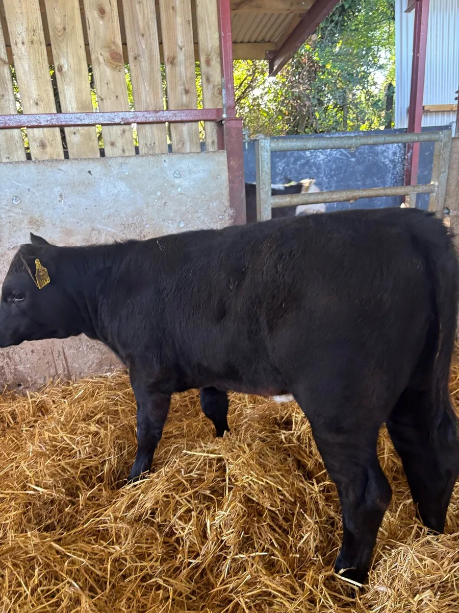 9 top quality suckler bred heifer Weanlings 🔥 - Image 3