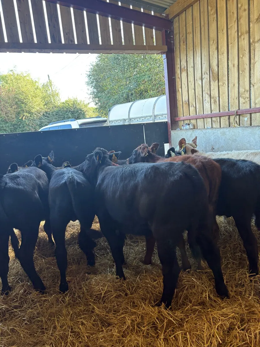 9 top quality suckler bred heifer Weanlings 🔥 - Image 4