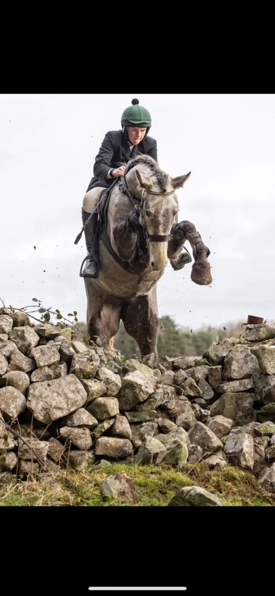 Irish draught mare - Image 1