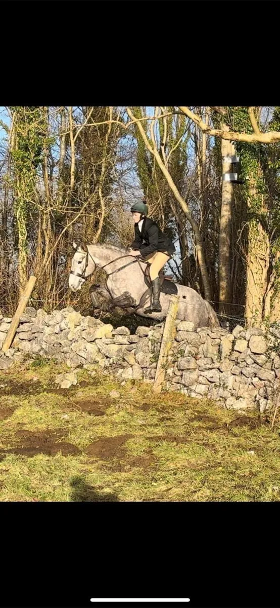 Irish draught mare - Image 4