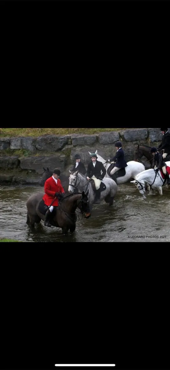 Irish draught mare - Image 2