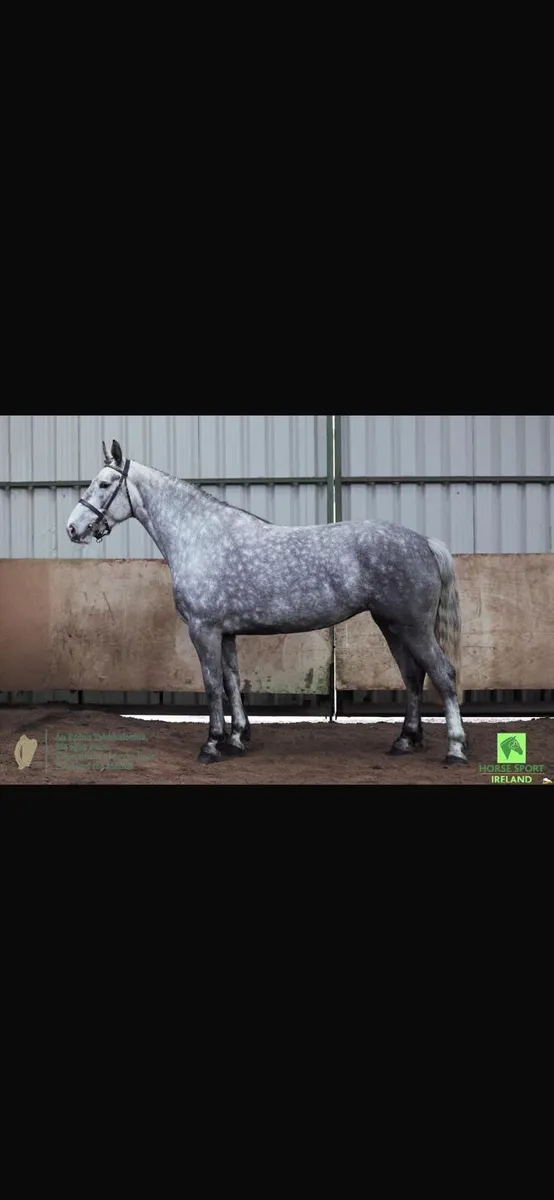 Irish draught mare - Image 3