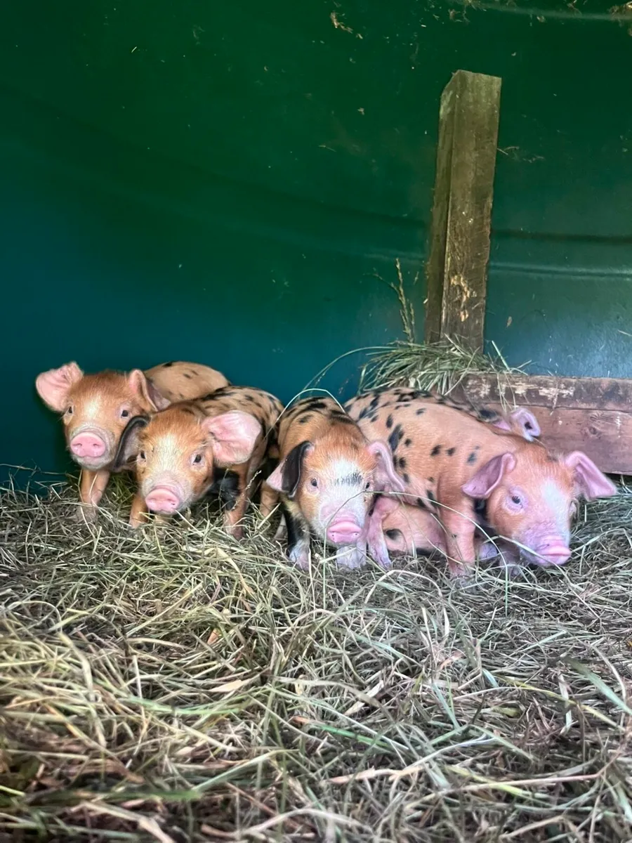 Osb piglets - Image 4
