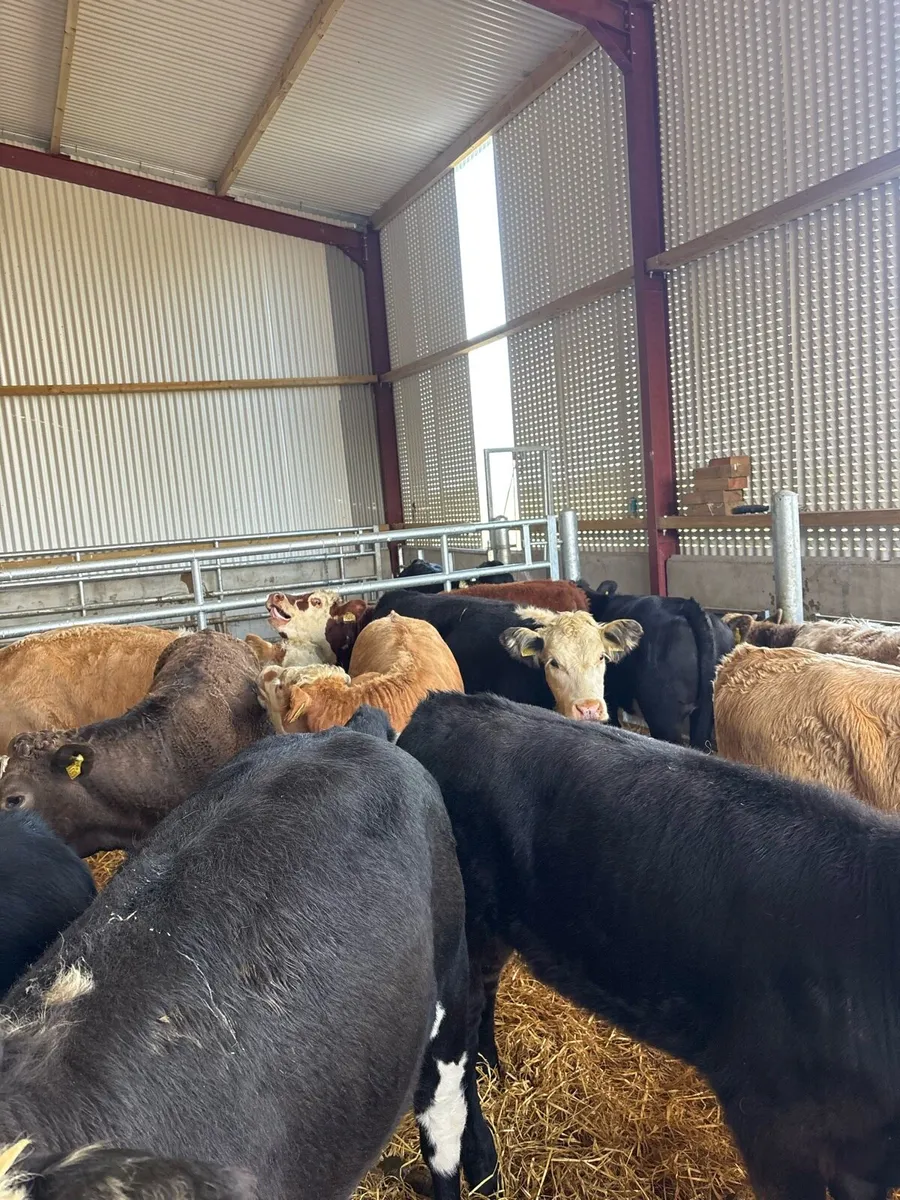 14 250kg suckler bred heifer Weanlings 🔥🔥 - Image 1