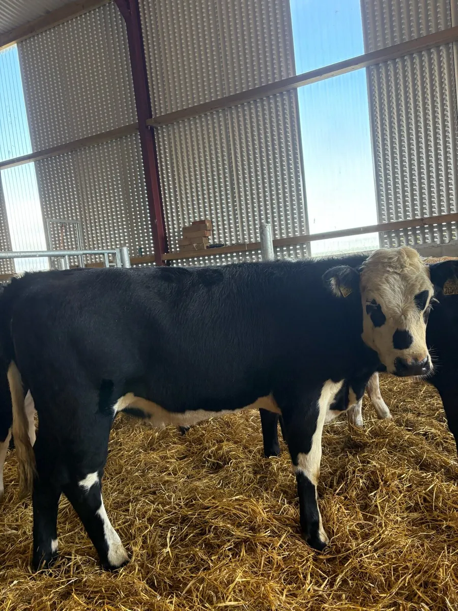 14 250kg suckler bred heifer Weanlings 🔥🔥 - Image 2