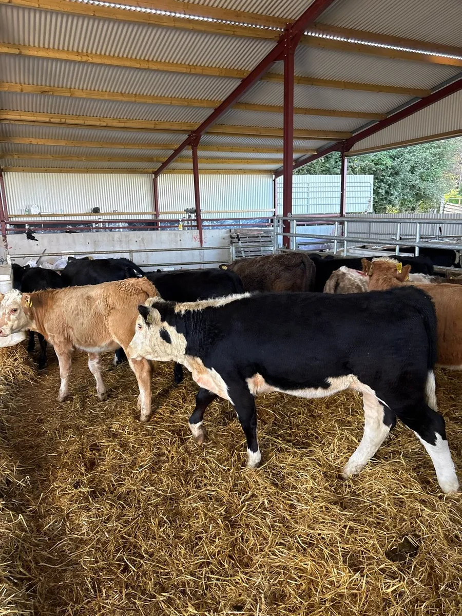 14 250kg suckler bred heifer Weanlings 🔥🔥 - Image 3