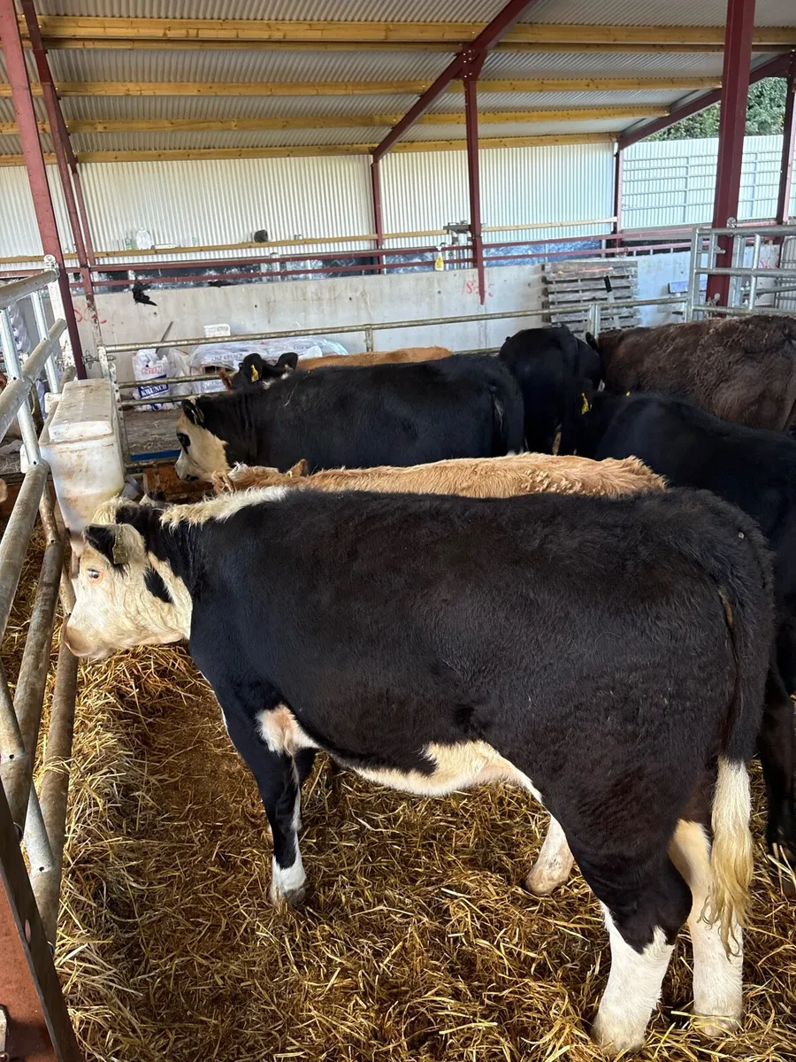 14 250kg suckler bred heifer Weanlings 🔥🔥 - Image 4