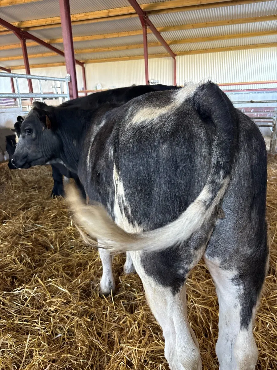 7 smashing 230kg continental bred bull Weanlings - Image 4