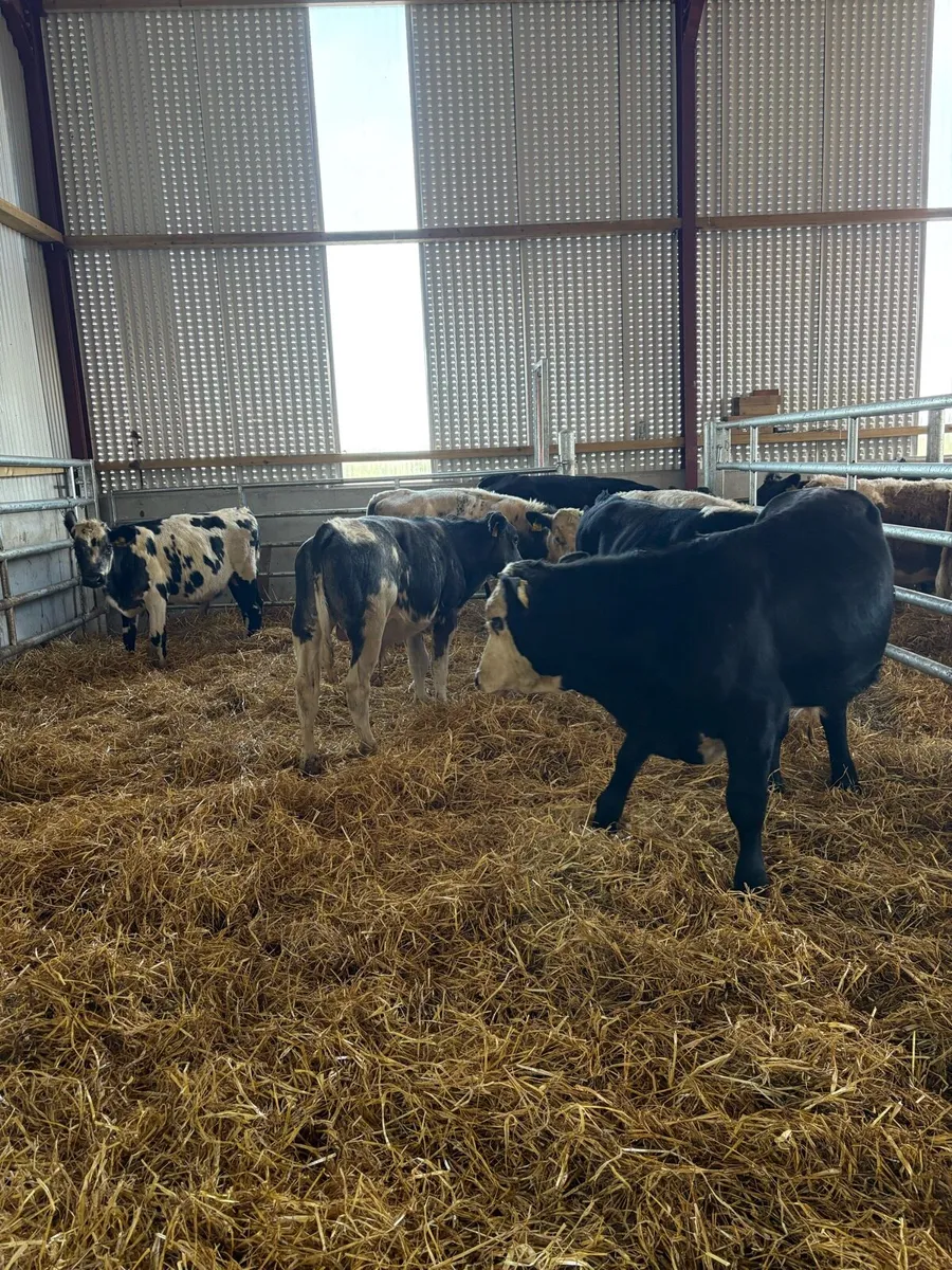 7 smashing 230kg continental bred bull Weanlings - Image 1