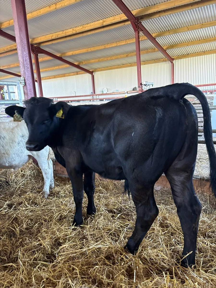 7 smashing 230kg continental bred bull Weanlings - Image 2