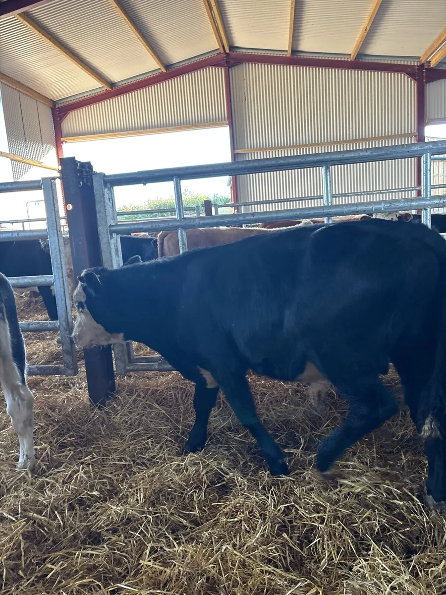 7 smashing 230kg continental bred bull Weanlings - Image 3