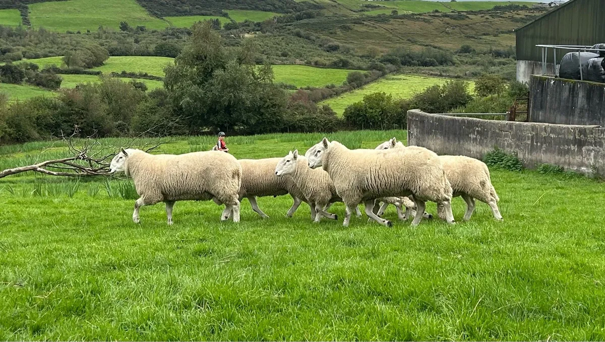 Cheviot Rams - Image 3
