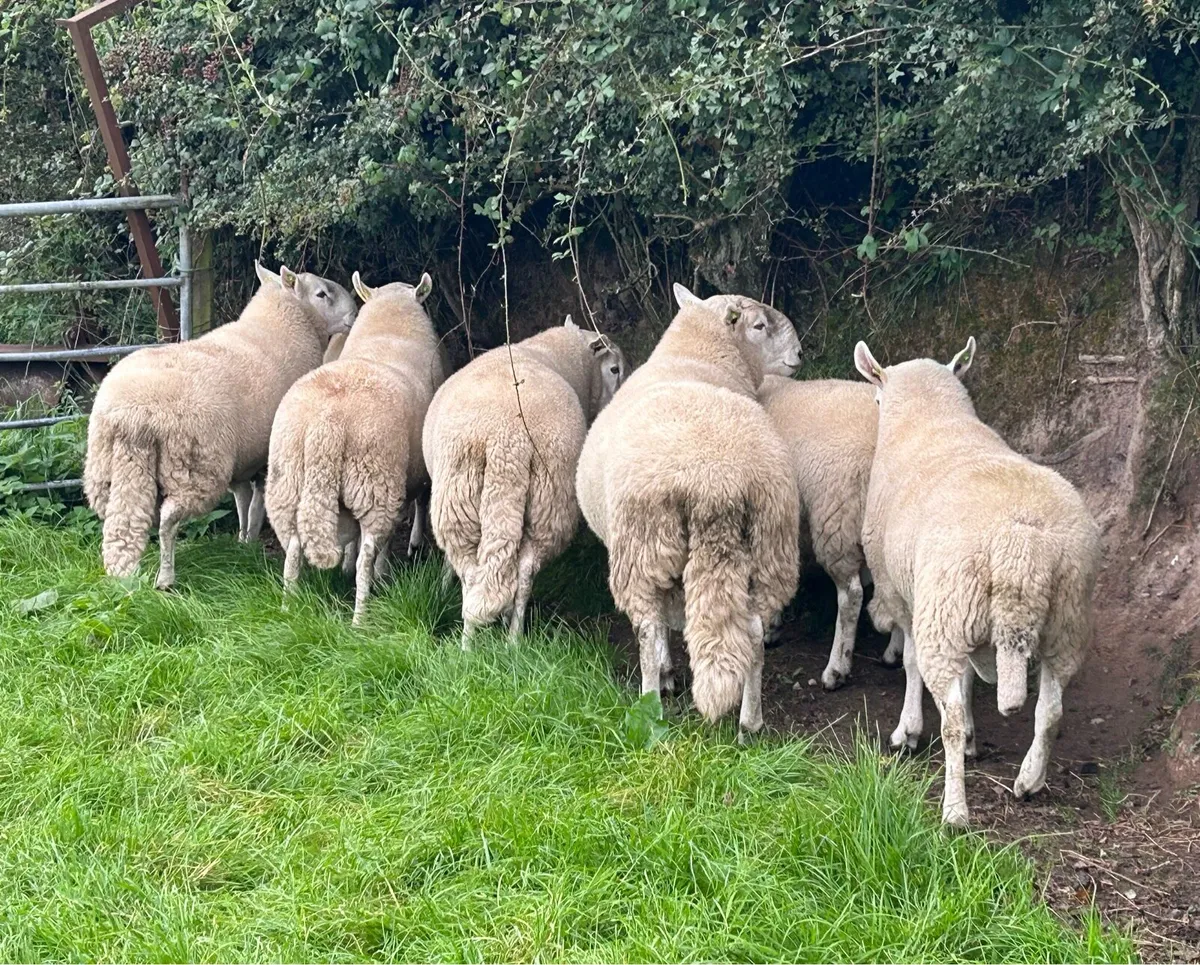 Cheviot Rams - Image 4