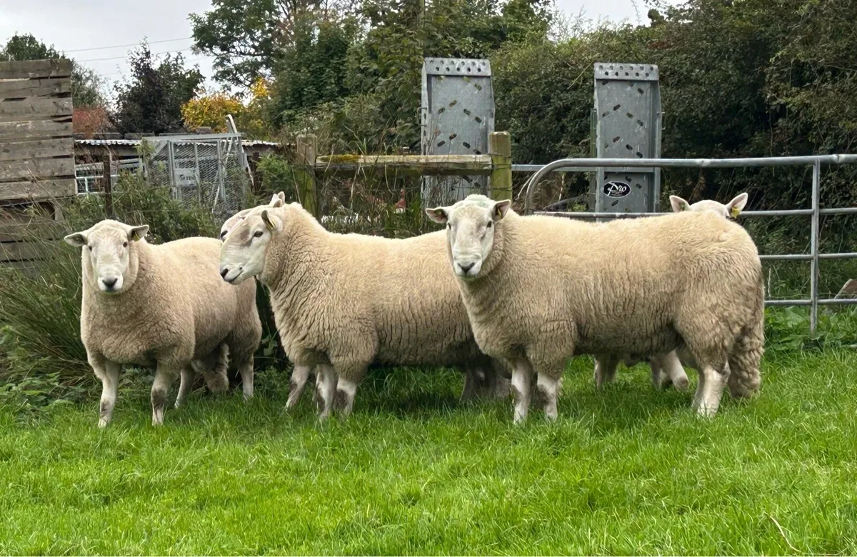 Cheviot Rams - Image 1