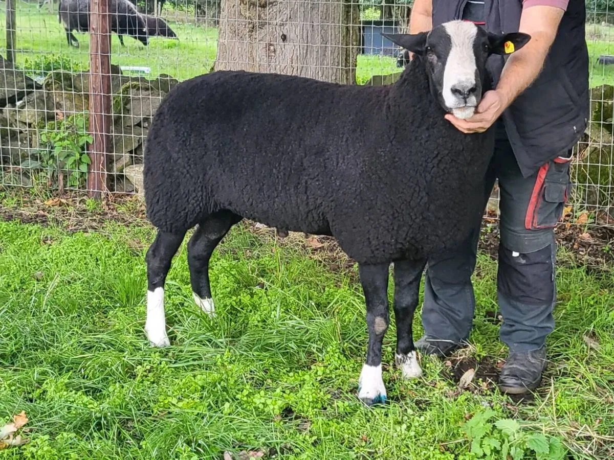 Zwartble Shearling Ram - Image 2