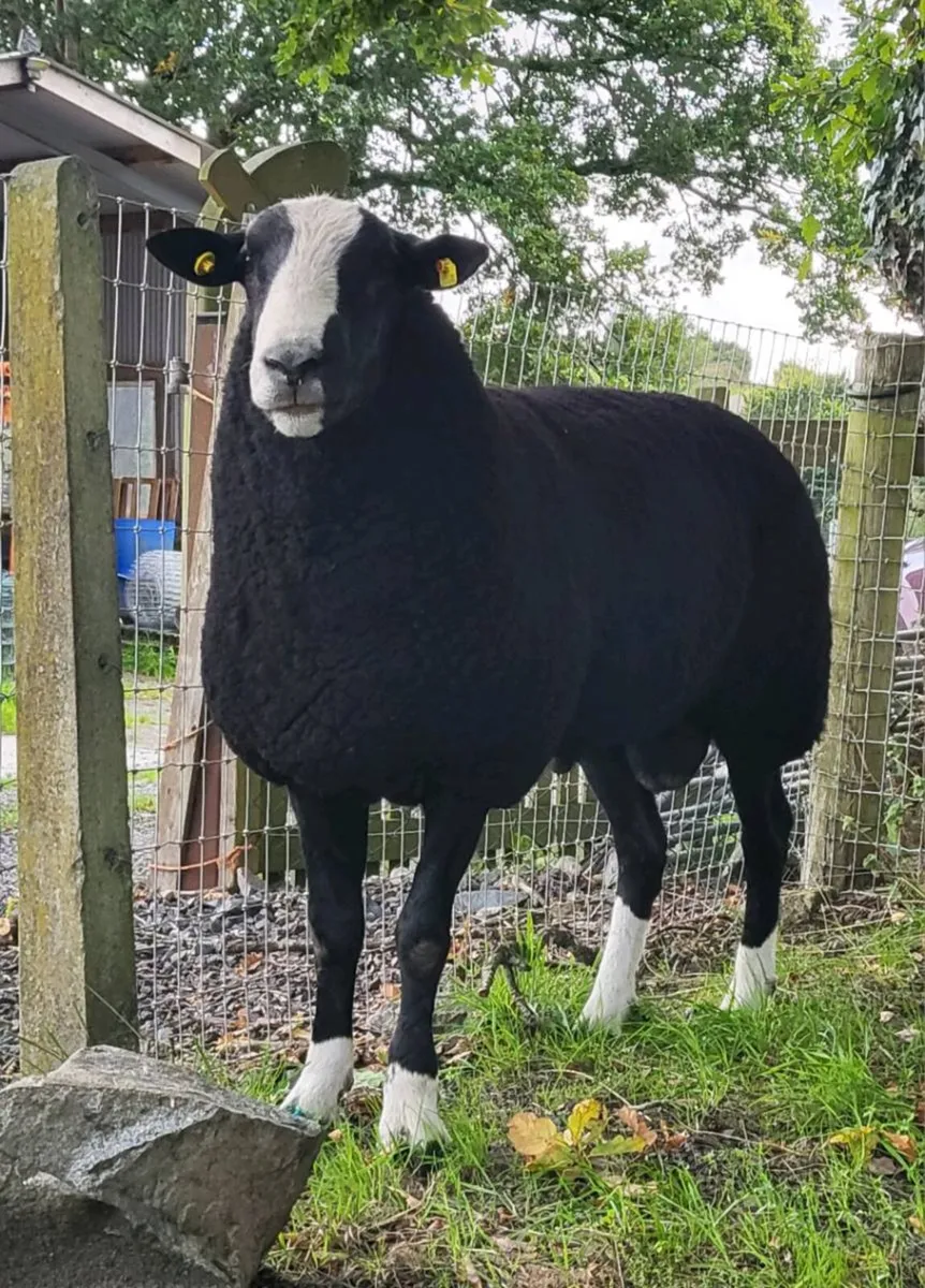 Zwartble Shearling Ram - Image 3