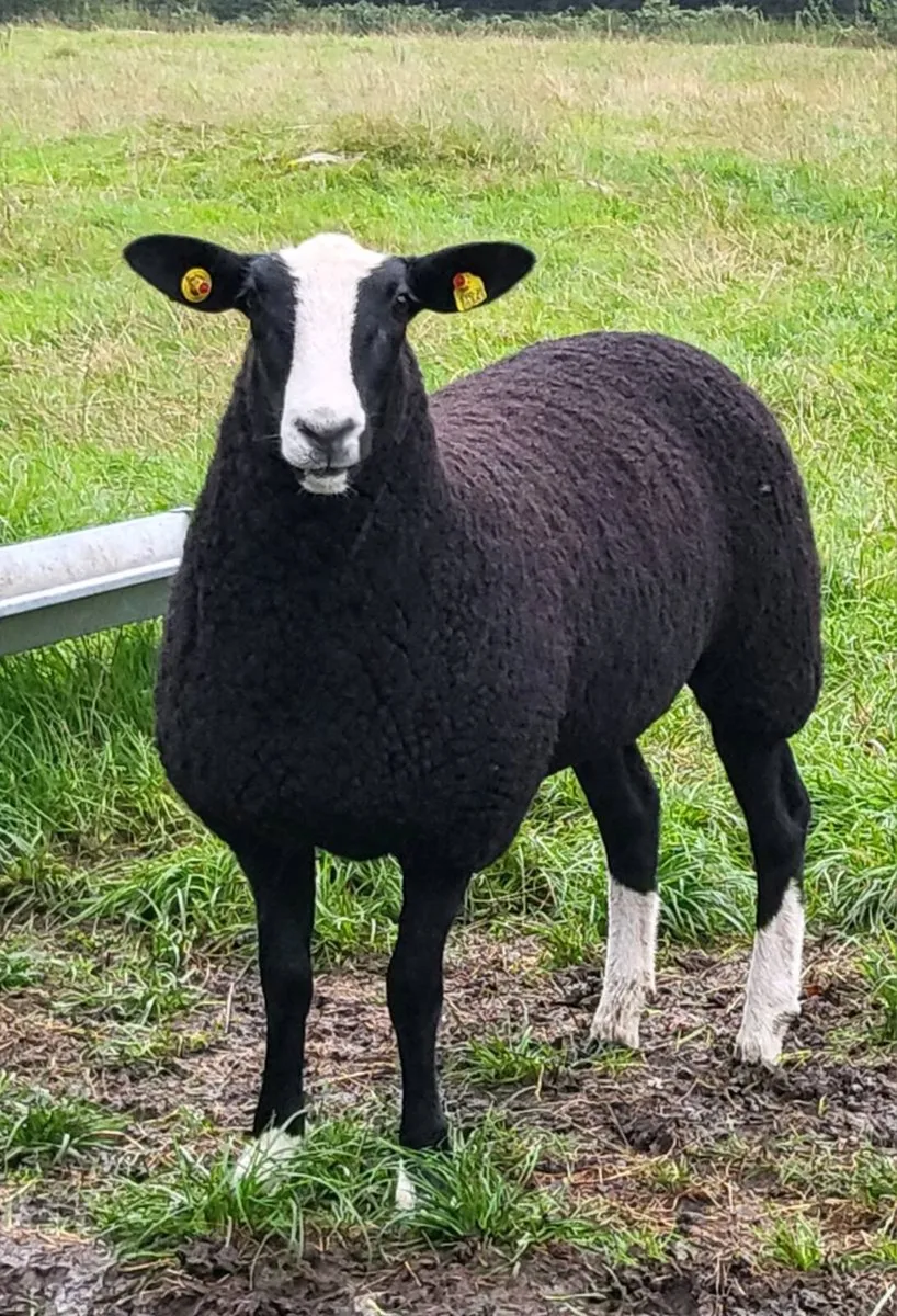 Zwartble Shearling Ram - Image 4
