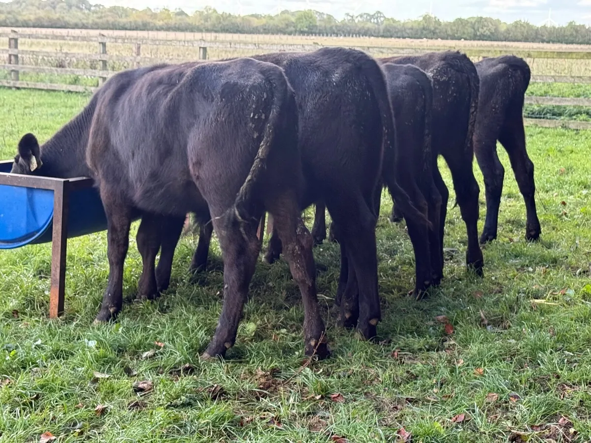 6 Angus Bull Weanlings - Image 3