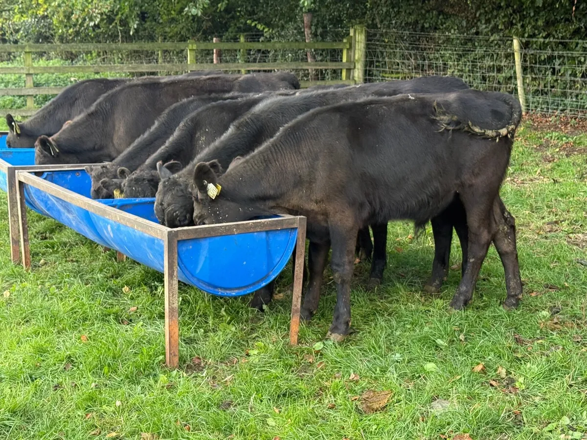 6 Angus Bull Weanlings - Image 4