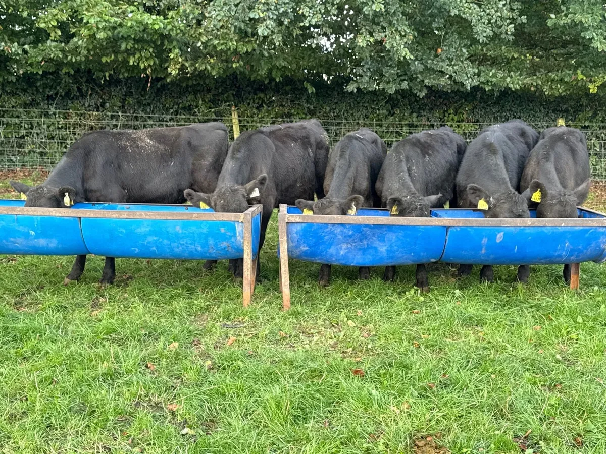 6 Angus Bull Weanlings - Image 1