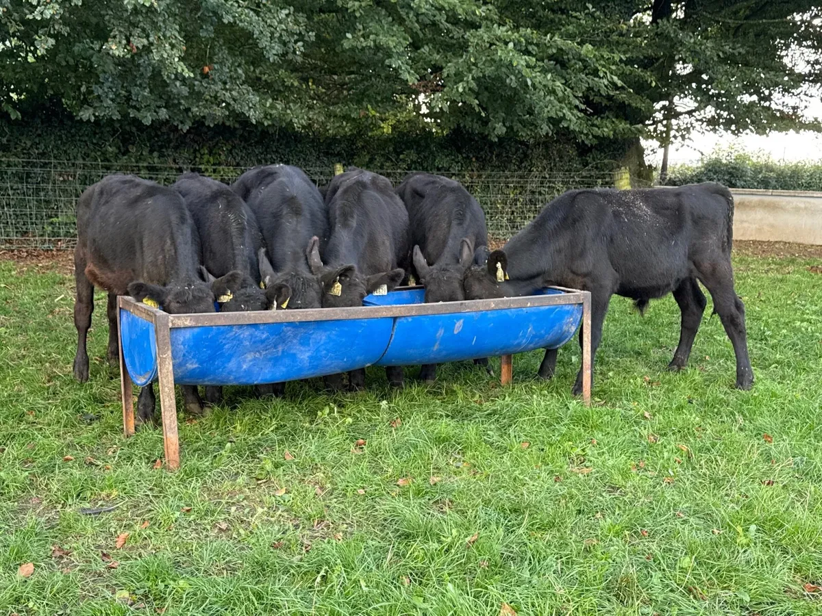 6 Angus Bull Weanlings - Image 2