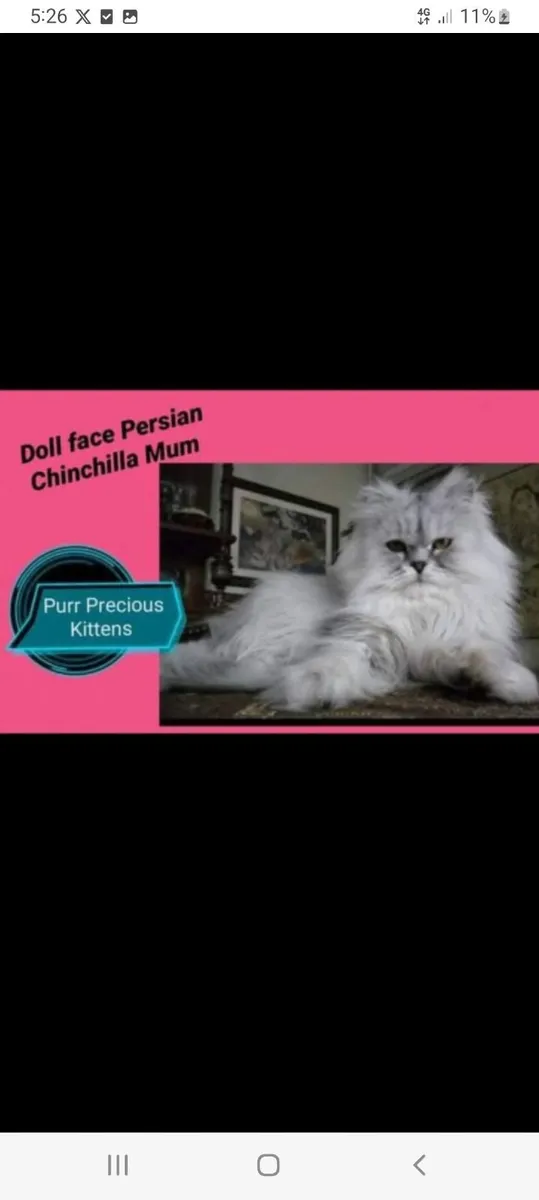 Beautiful Persian kittens - Image 2