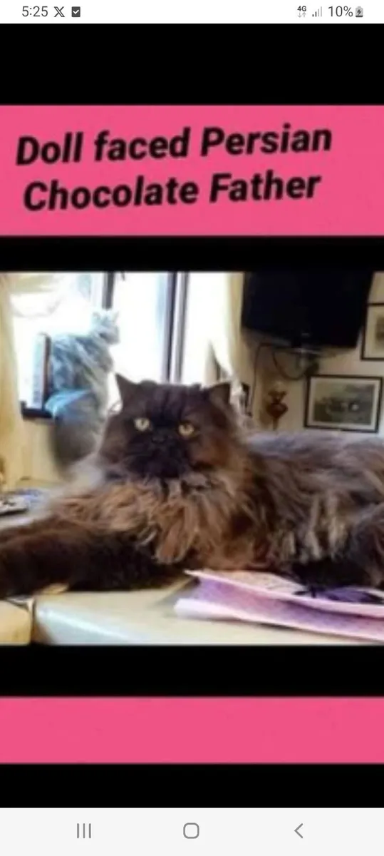 Beautiful Persian kittens - Image 3