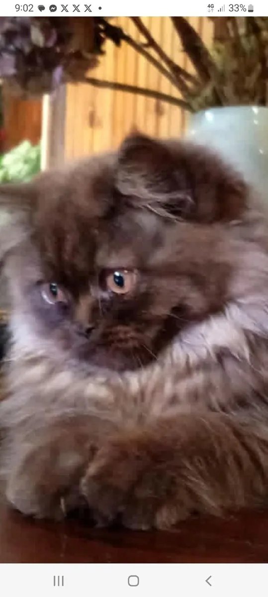 Beautiful Persian kittens - Image 4