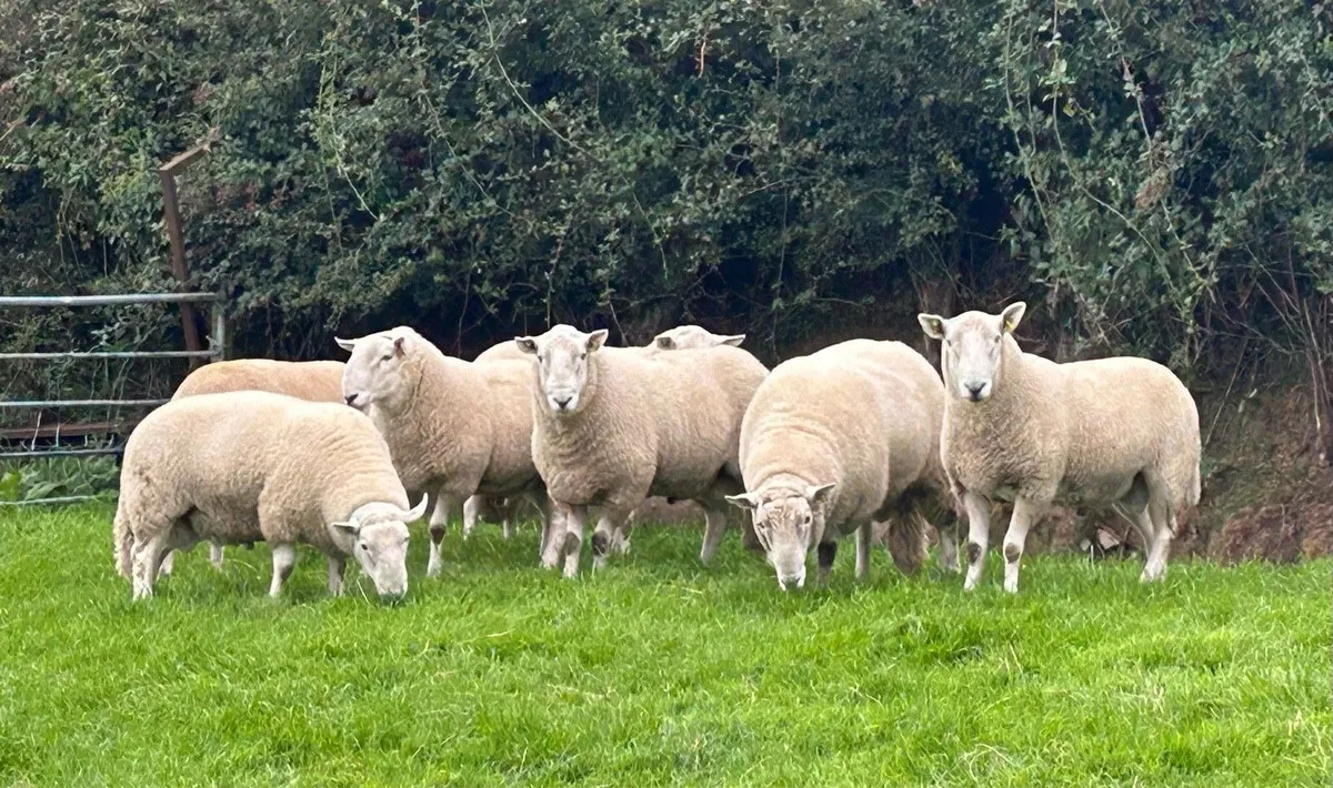 Cheviot Rams - Image 2