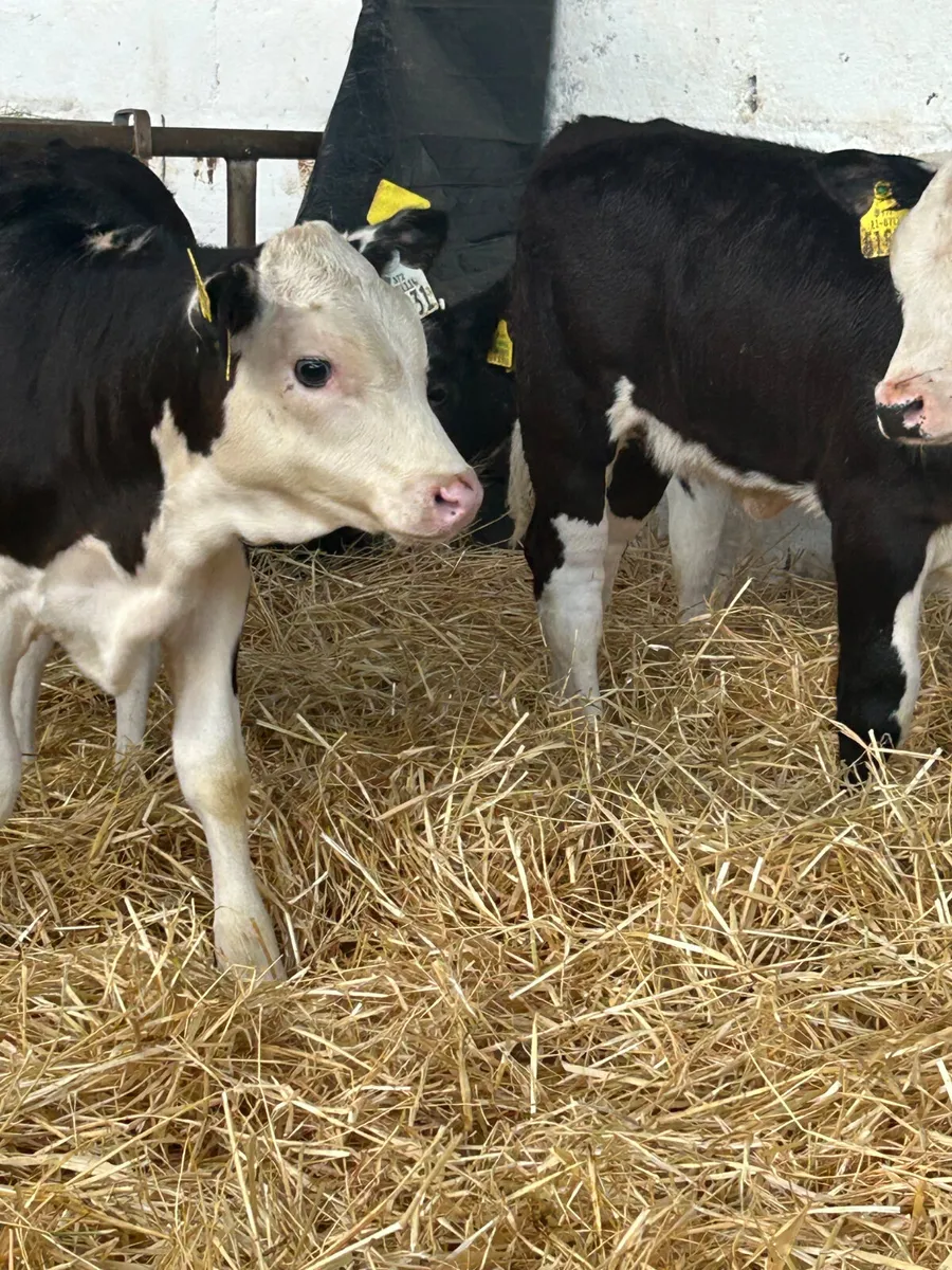 6 WELL BRED 3 MONTH OLD HEIFER RUNNERS - Image 2