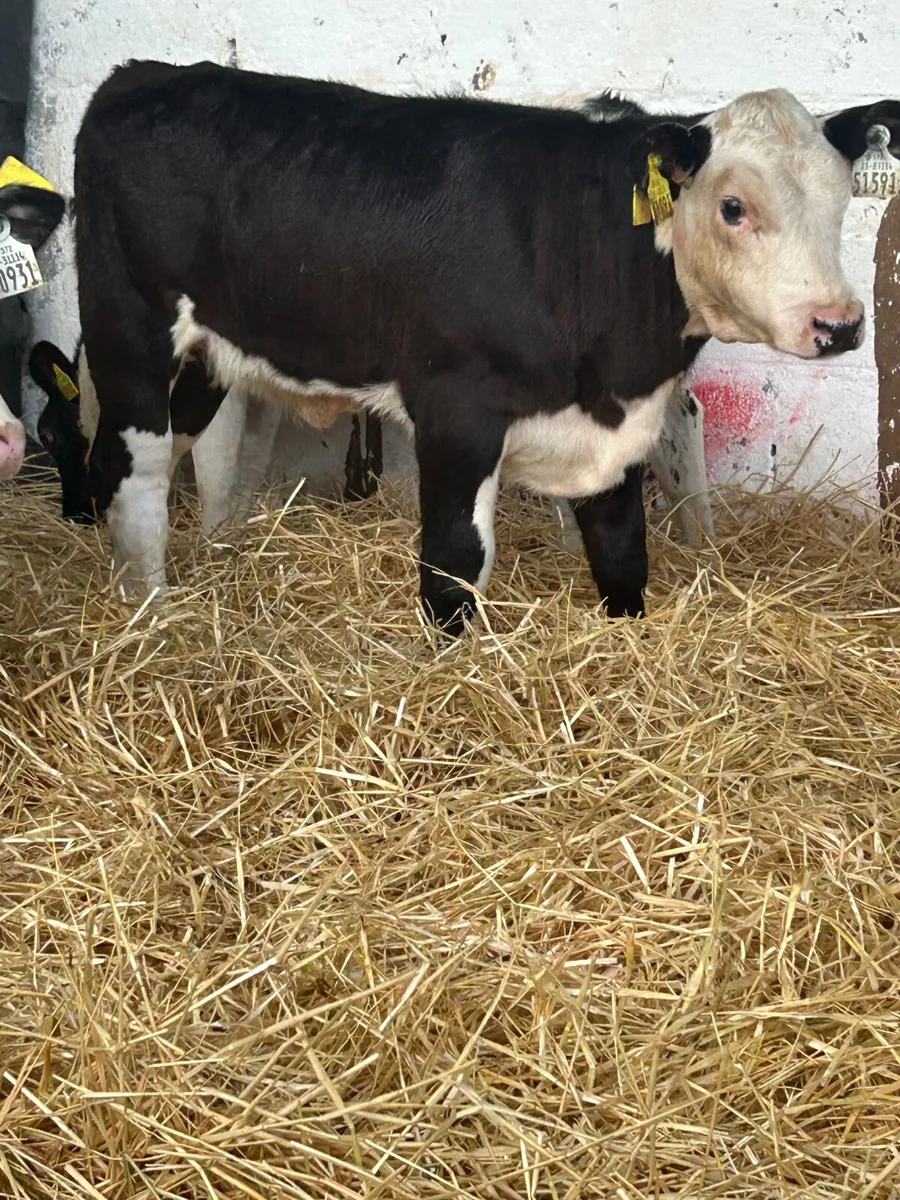 6 WELL BRED 3 MONTH OLD HEIFER RUNNERS - Image 3