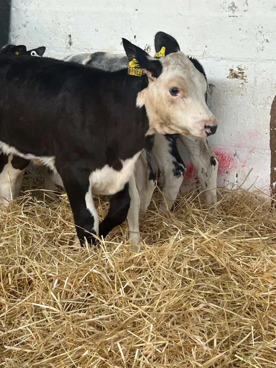6 WELL BRED 3 MONTH OLD HEIFER RUNNERS - Image 4