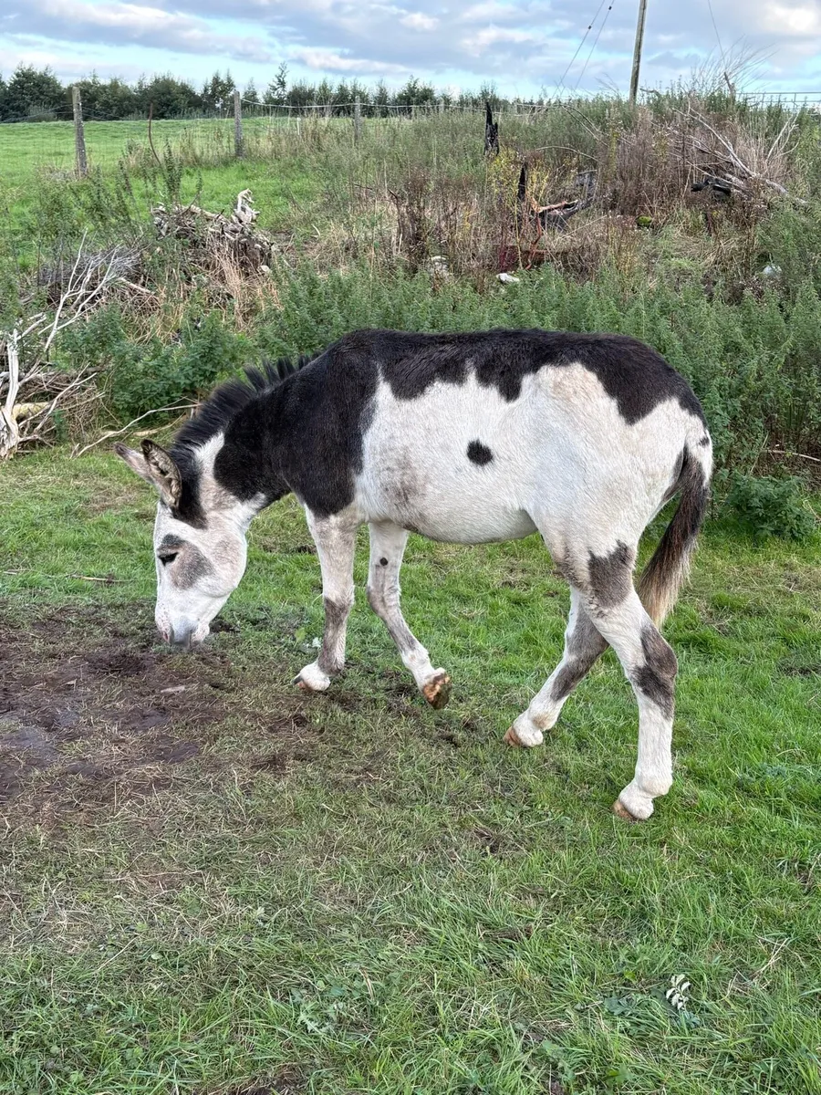 Donkeys - Image 2