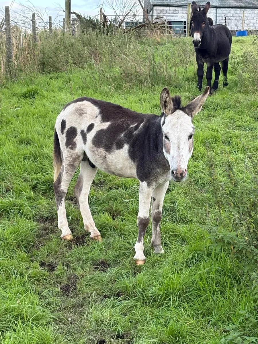 Donkeys - Image 3