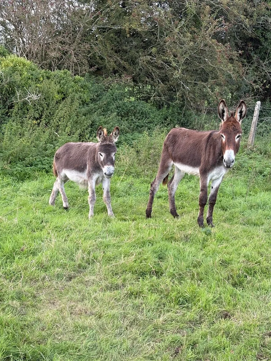 Donkeys - Image 4