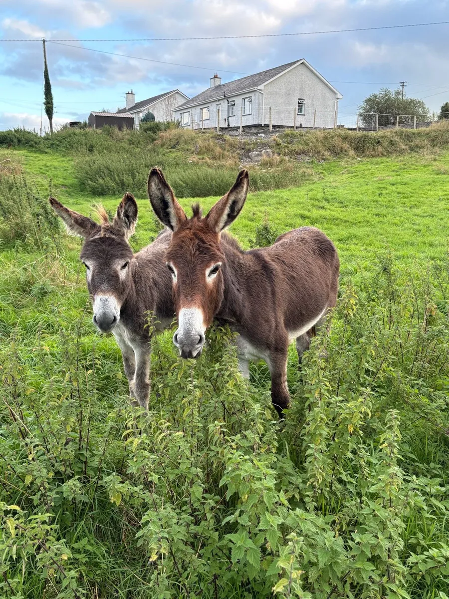 Donkeys - Image 1
