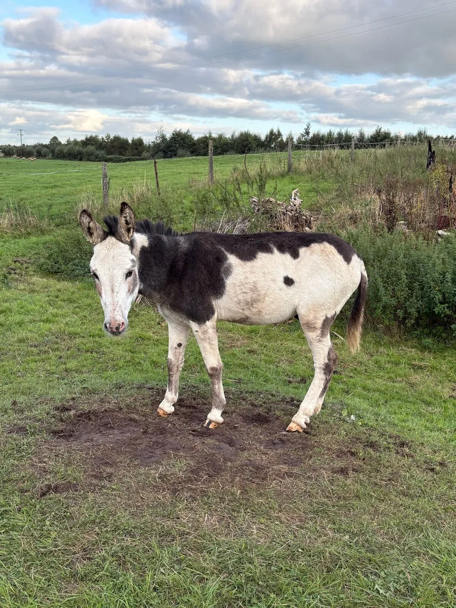Donkeys - Image 1