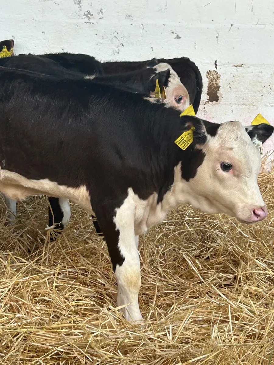 6 WELL BRED 3 MONTH OLD HEIFER RUNNERS - Image 1