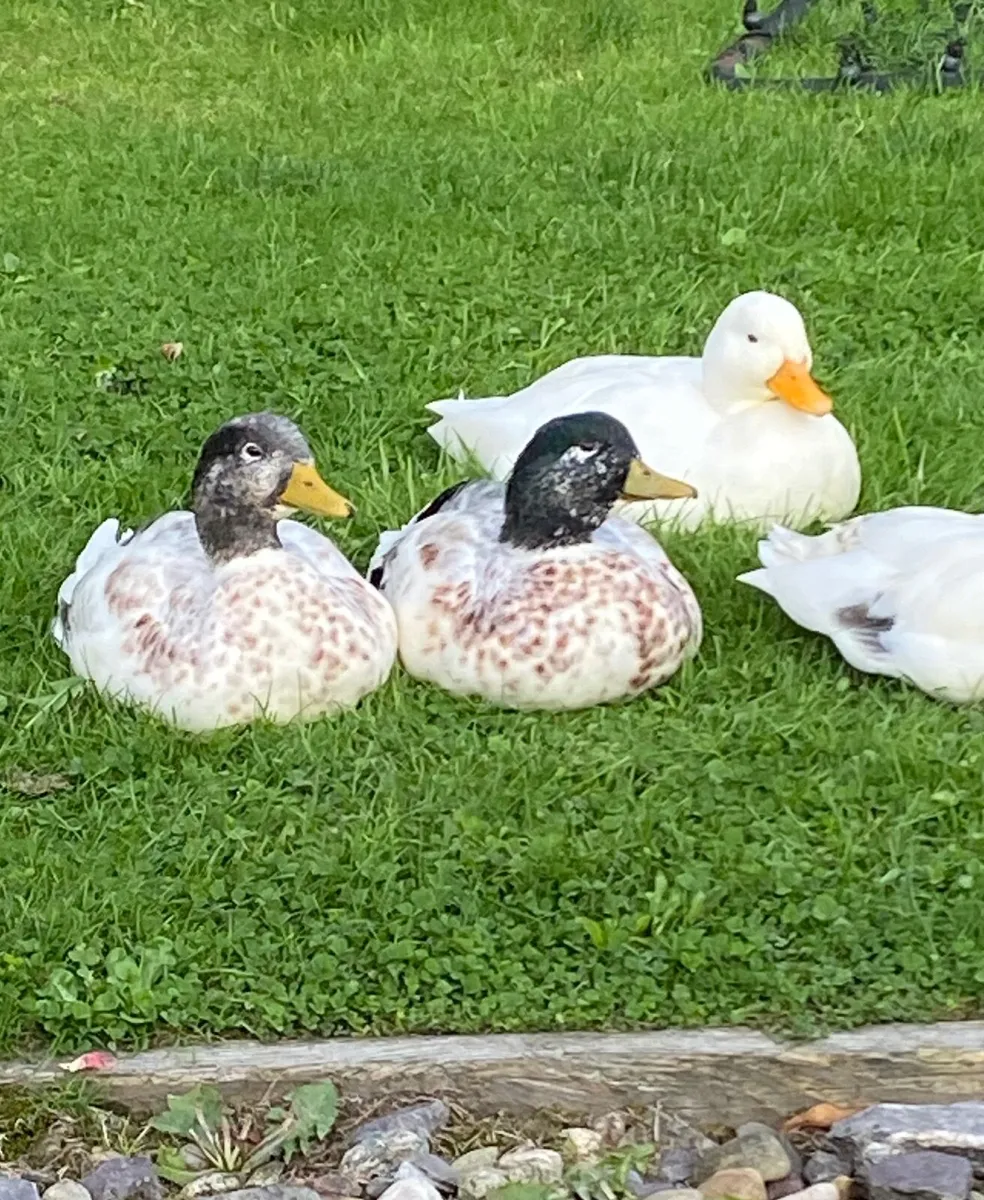 Male call ducks - Image 1