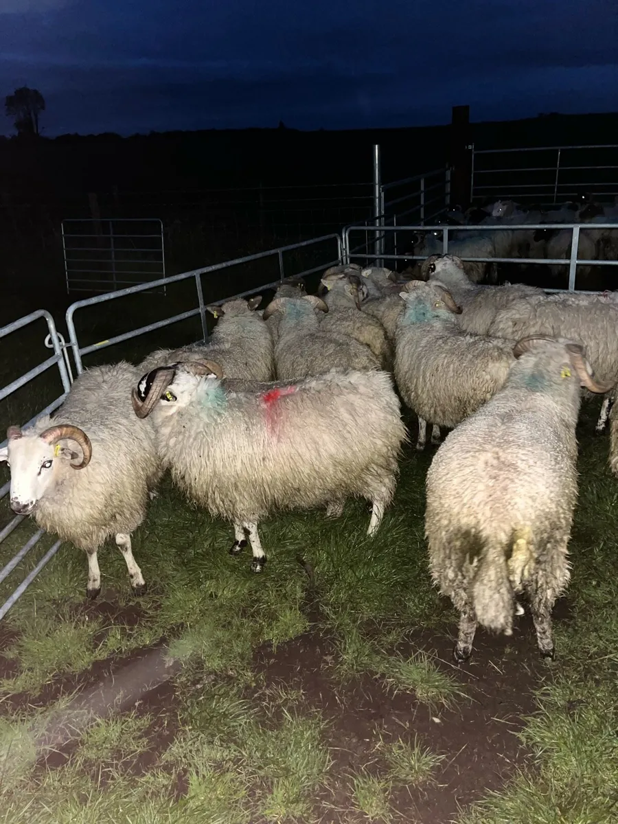 Store lambs - Image 2