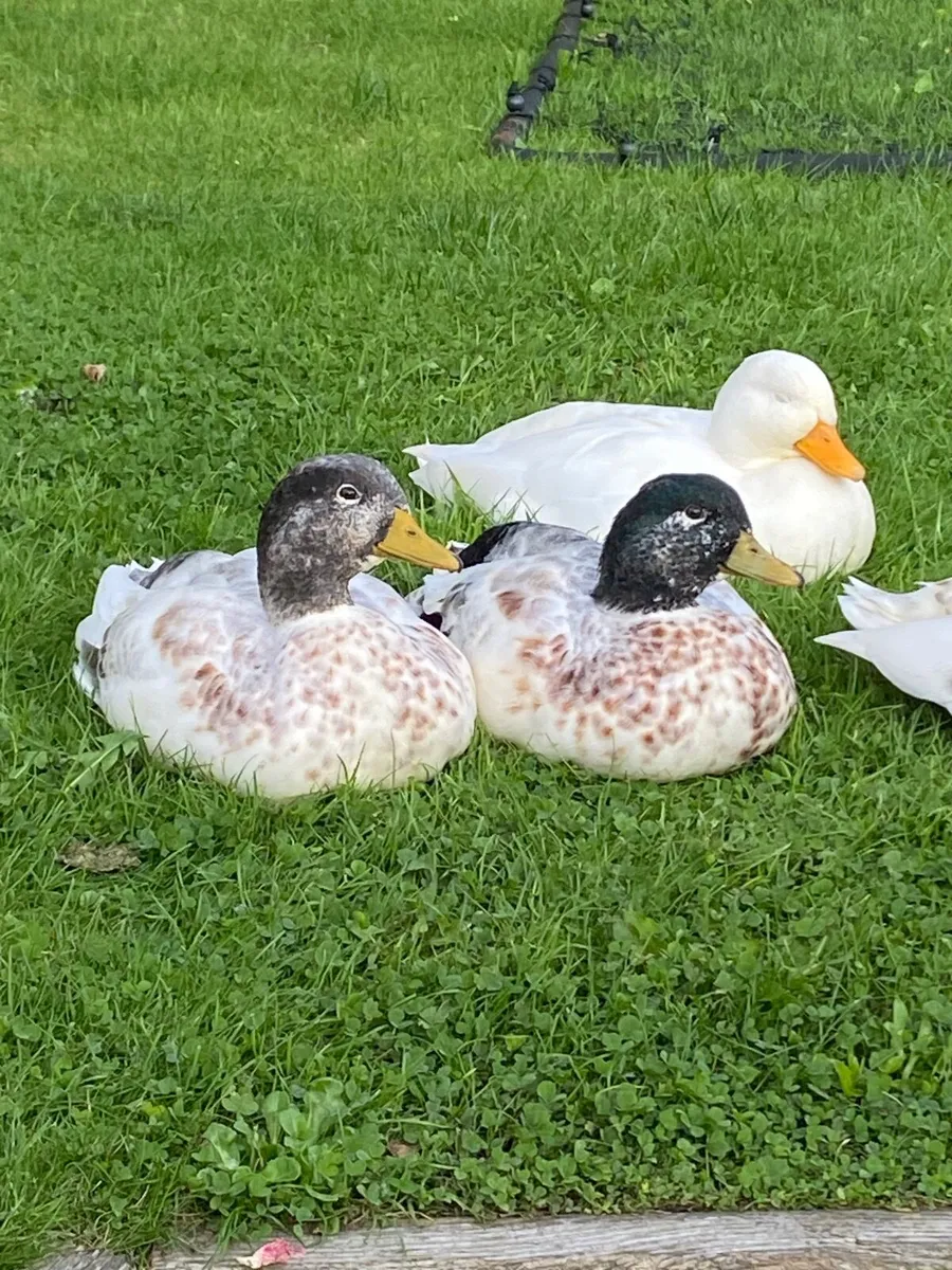 Male call ducks - Image 2