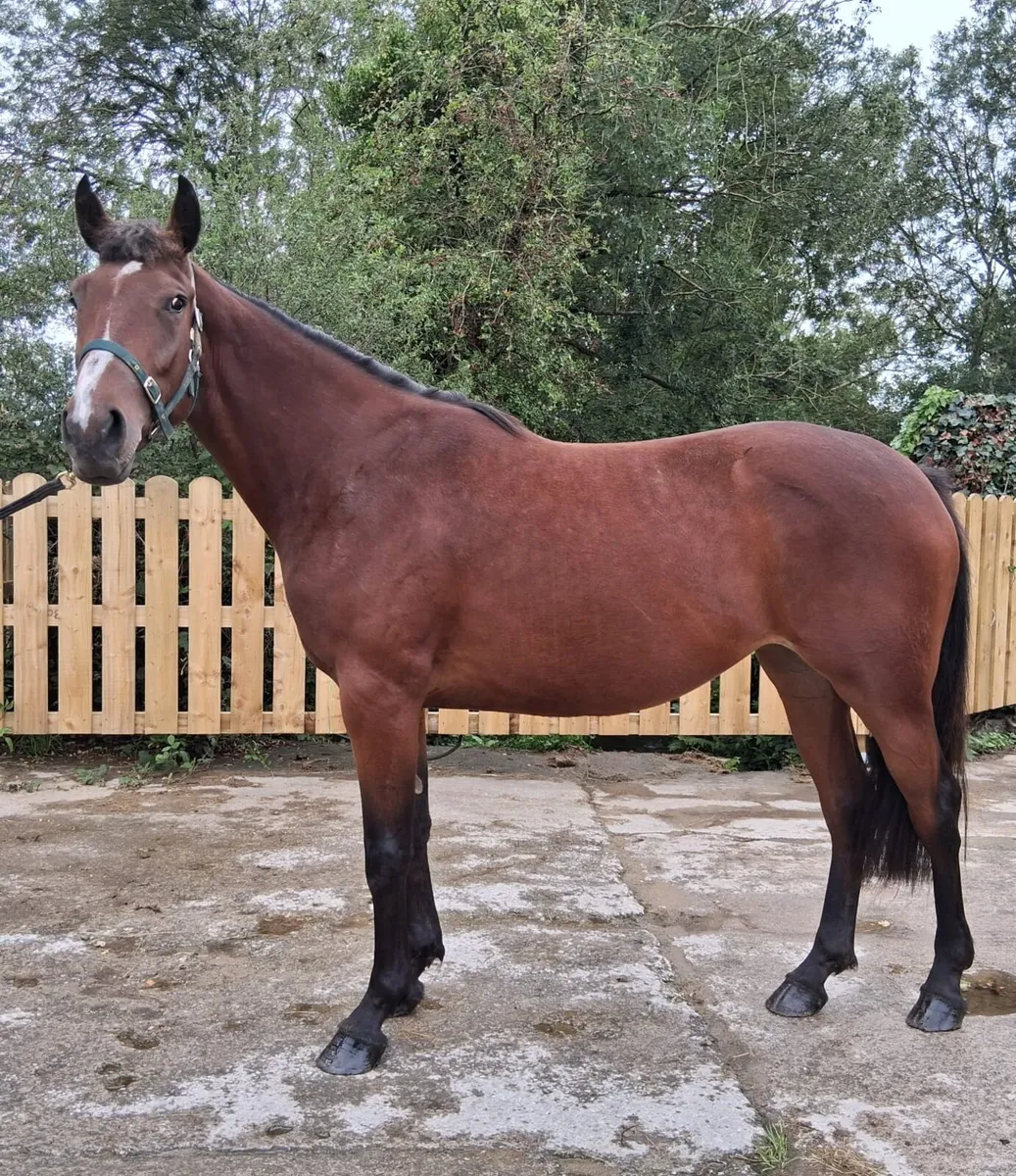 Future Trend Filly - Image 1