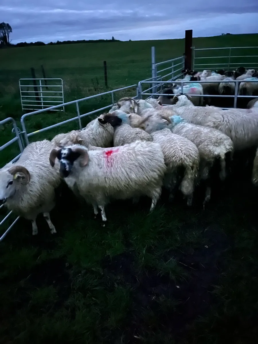 Store lambs - Image 1