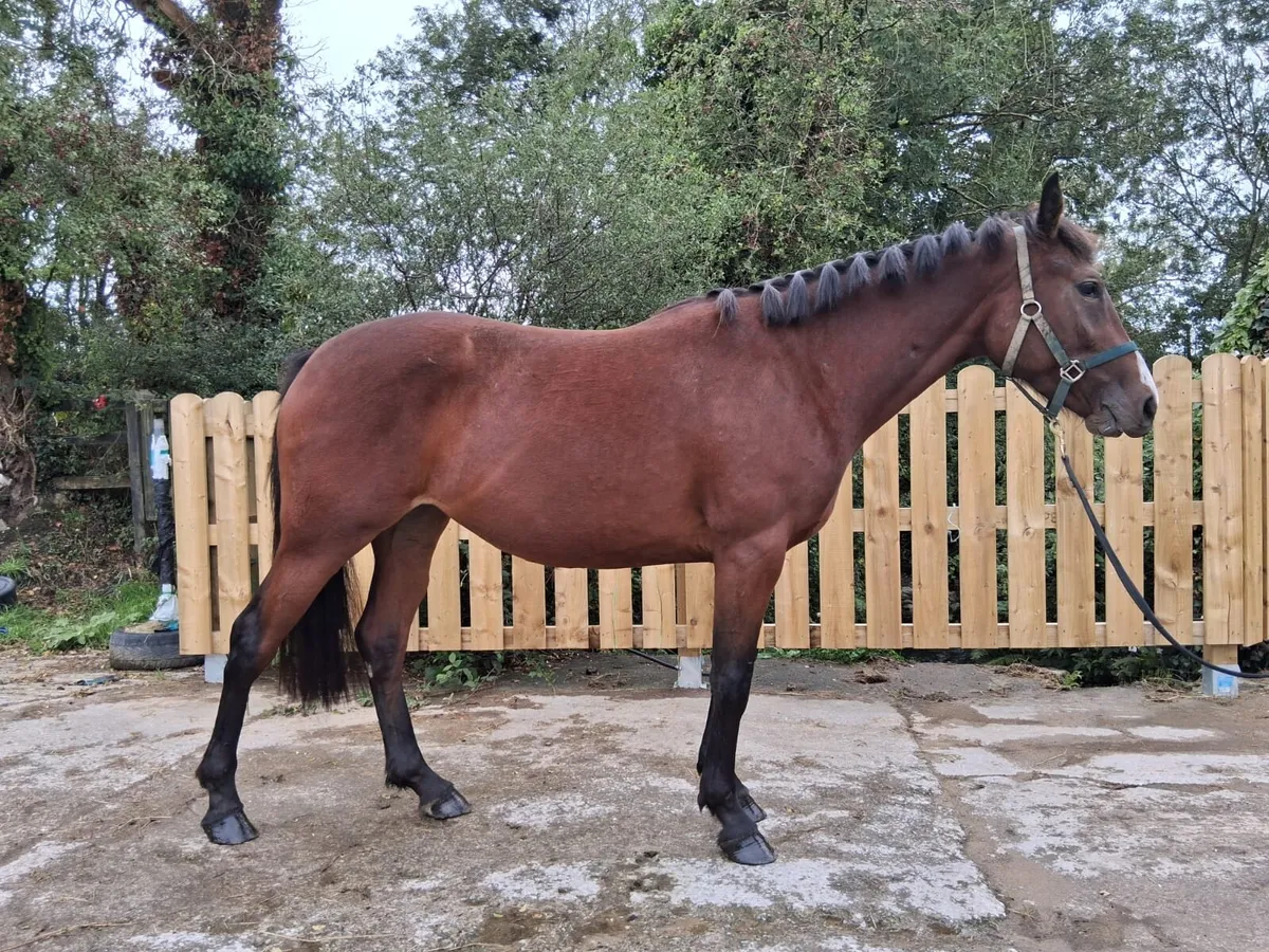 Future Trend Filly - Image 2
